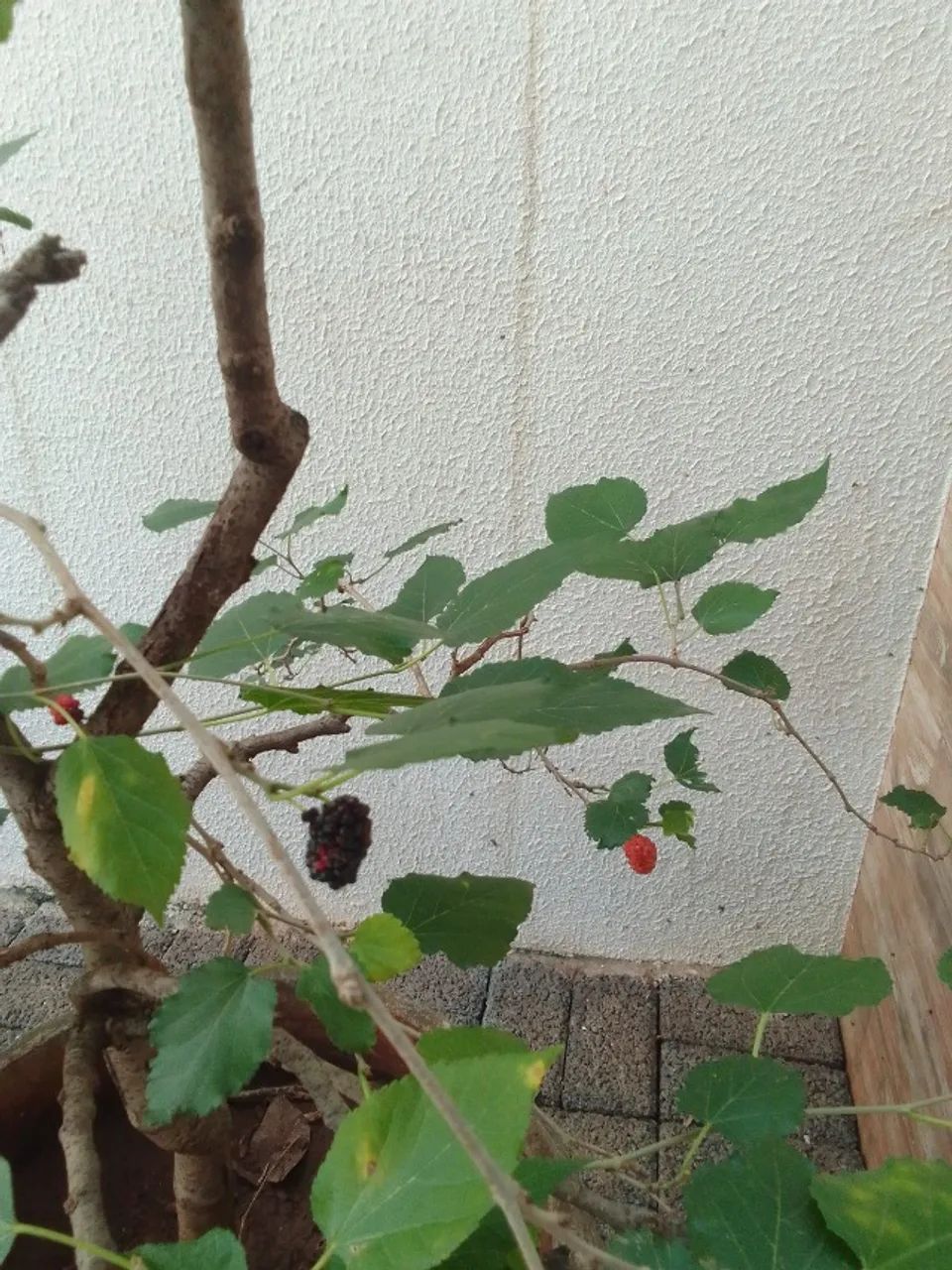 Vendo muda de amora produzindo - Foto 2