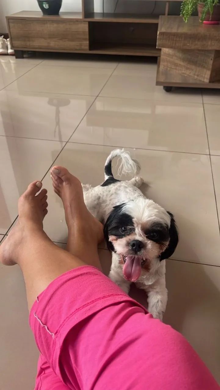 Filhotes raça pura Shitzu 