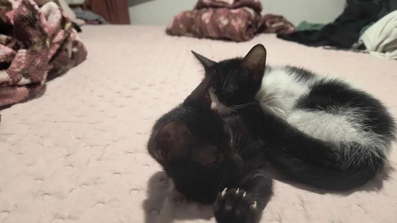 Doação responsável, gatinhas com 2 meses  - Foto 4