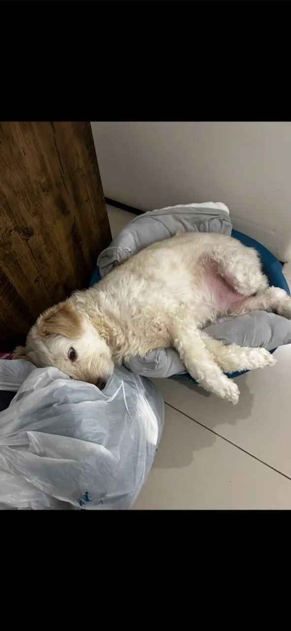 Doação cachorrinha - Foto 2