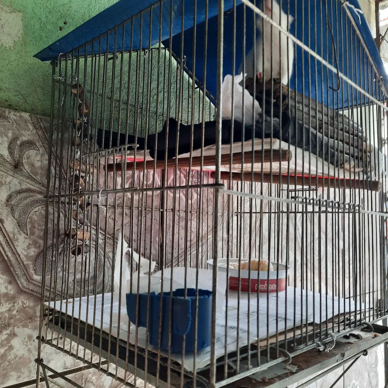 Ratinhos Twister  - Foto 4