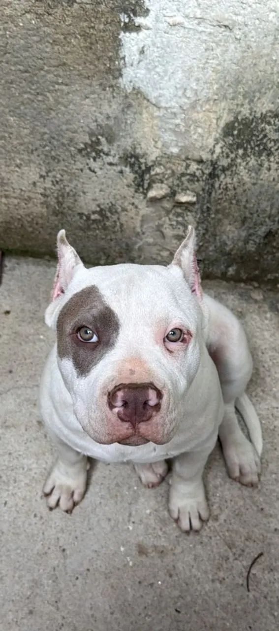 Pitt monster