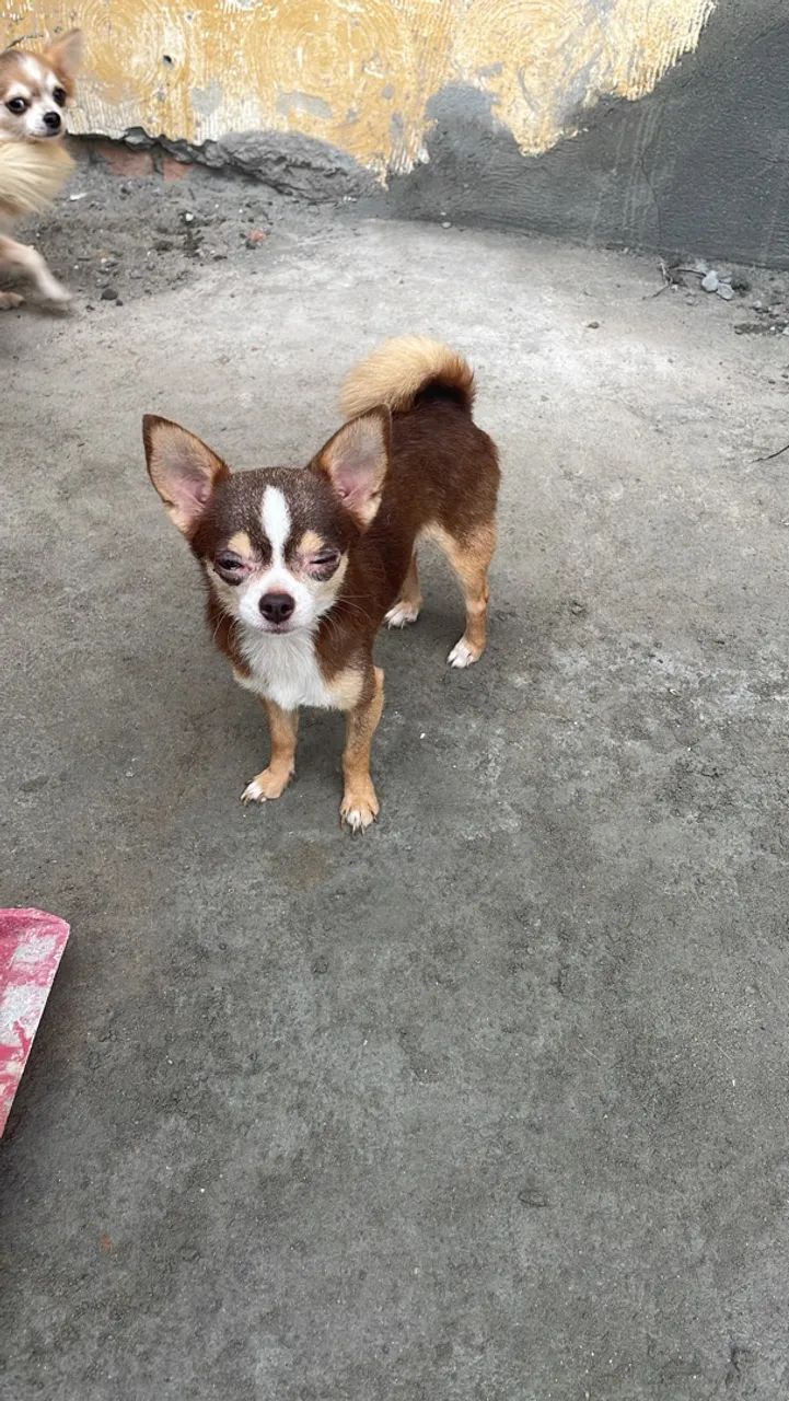 Chihuahua do México 