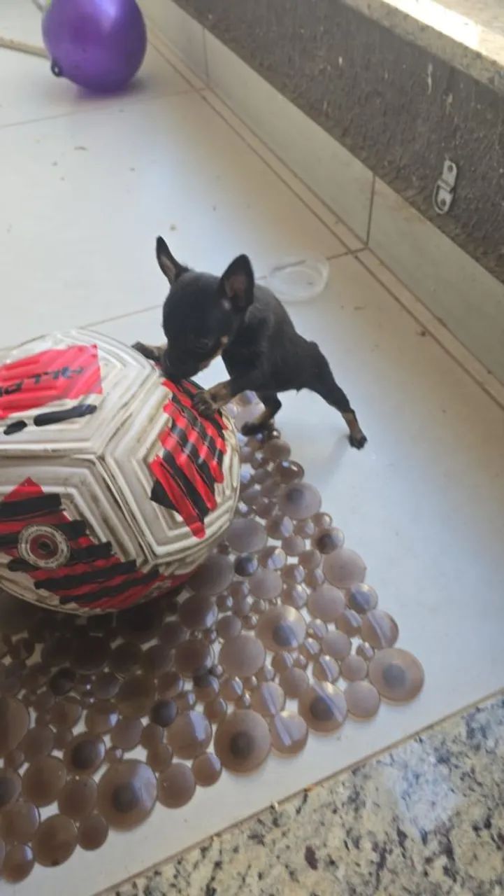 Cachorro  - Foto 4