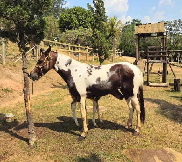 Potro pampa marcha picada - Foto 2