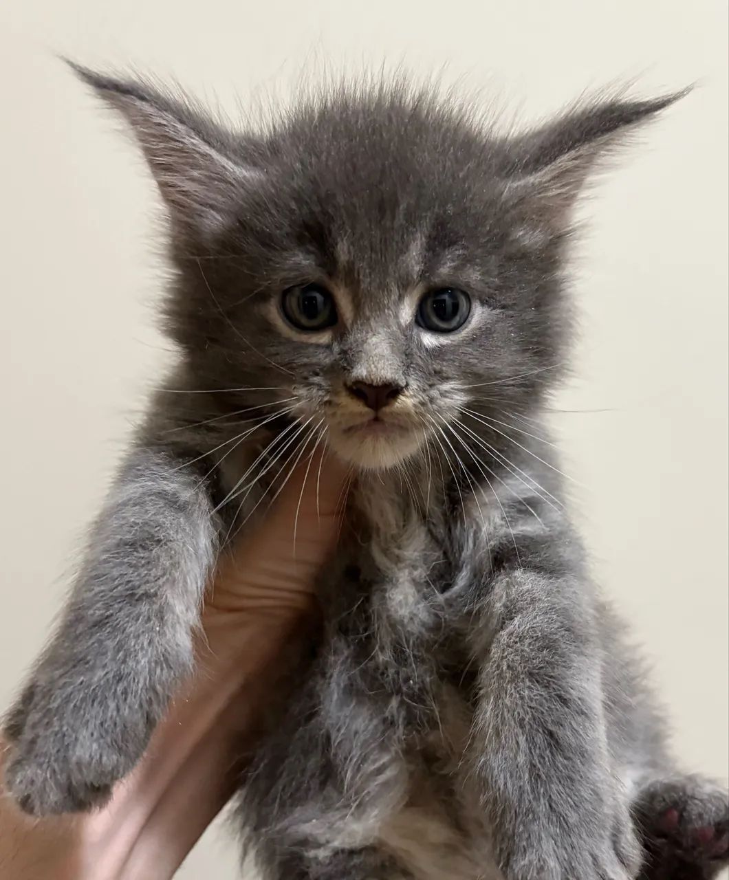 Filhotes de gato Maine Coon disponíveis  - Foto 3