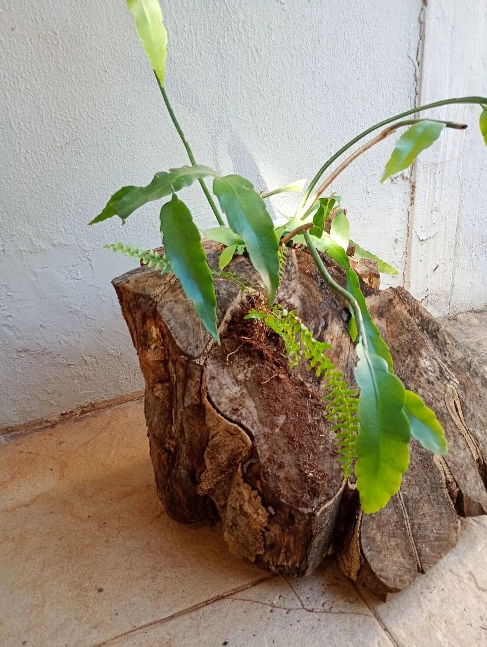 Tronco samambaia e Cacto Orquidea  - Foto 3