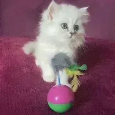 Persa Mini Leãozinho