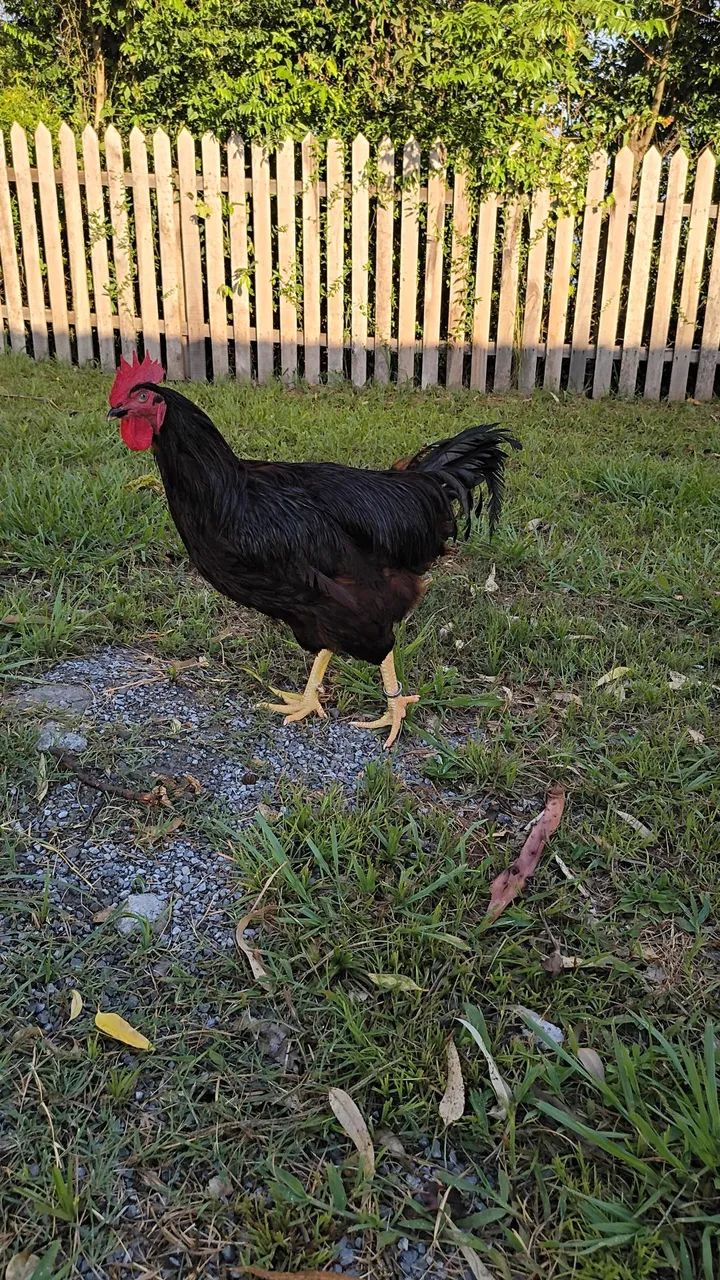 Rhode Island Red