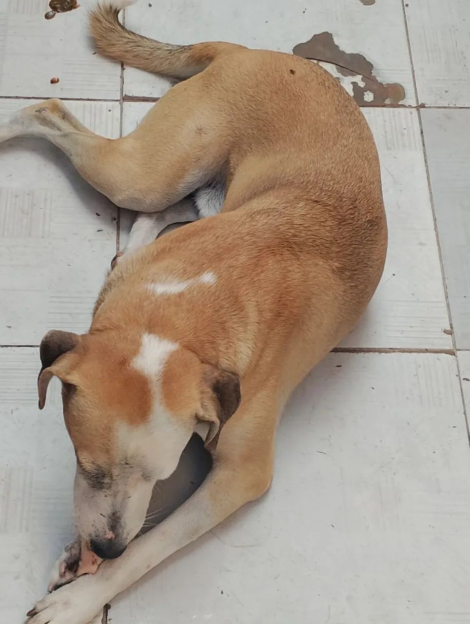Cachorros para ado ção  - Foto 2