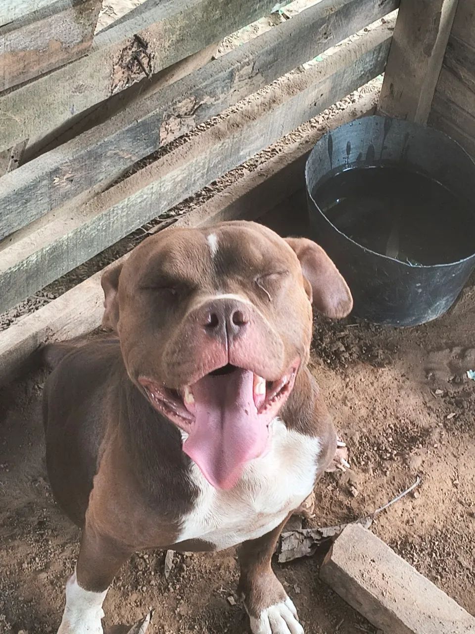 Pitbull 