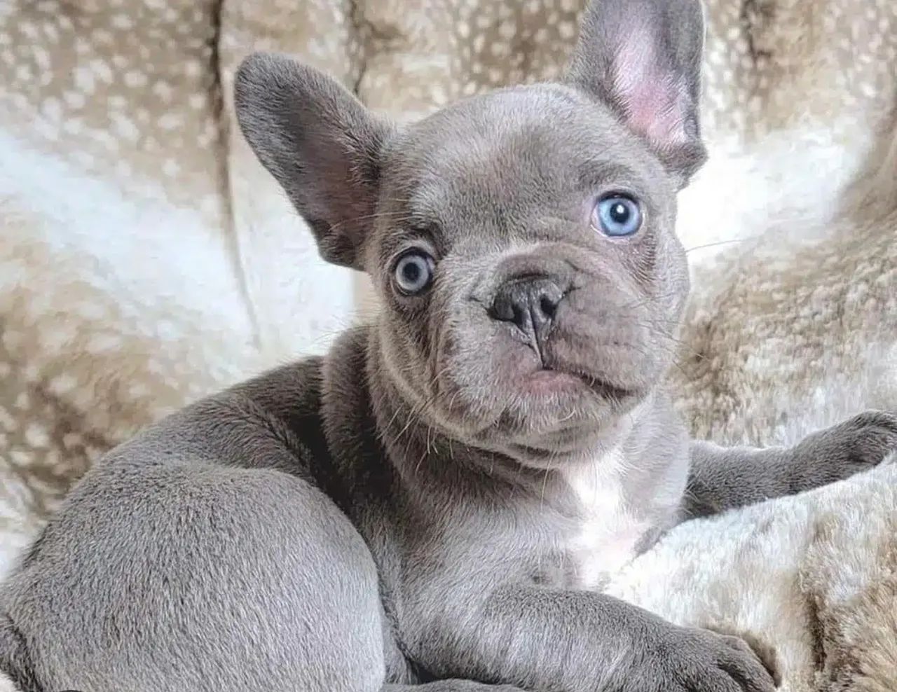 Filhote de buldogue francês 