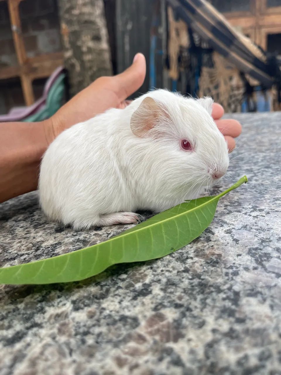 Porquinho da índia shelte fêmea  - Foto 3