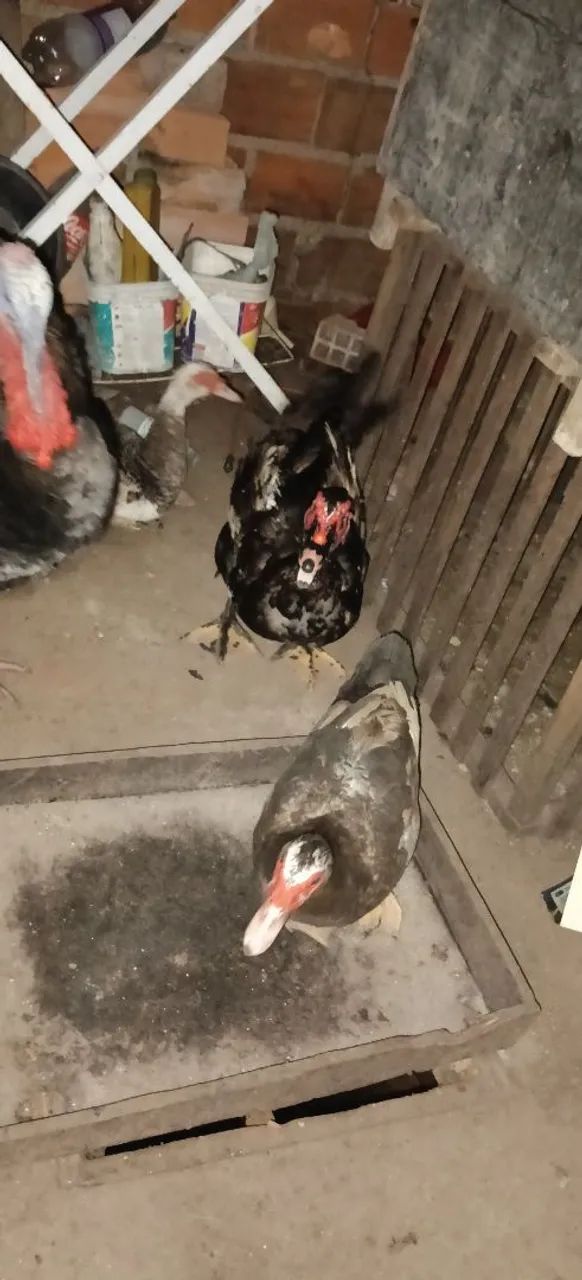 Peru e patos - Foto 2