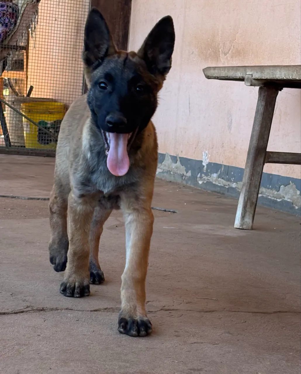 Pastor Belga Malinois  - Foto 4