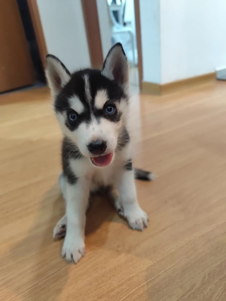 Husky siberiano (2 meses) - Foto 2