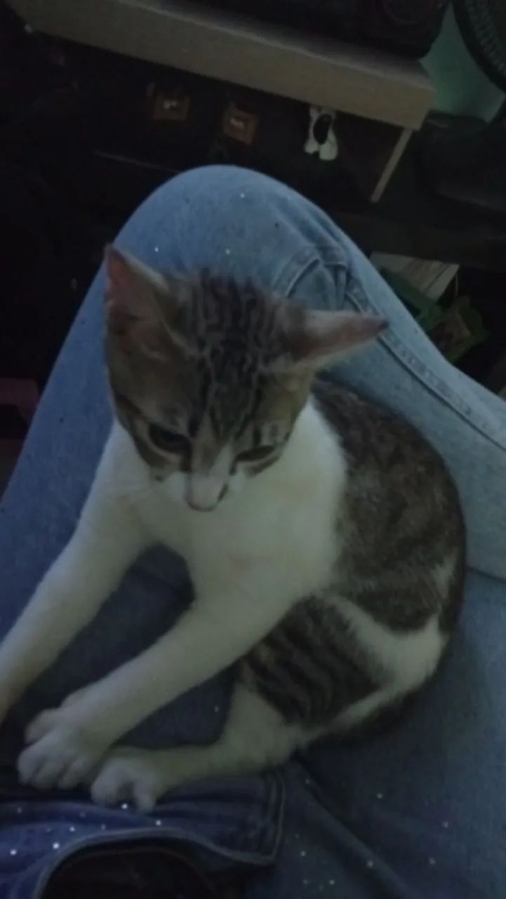 Doação de gato - Foto 3