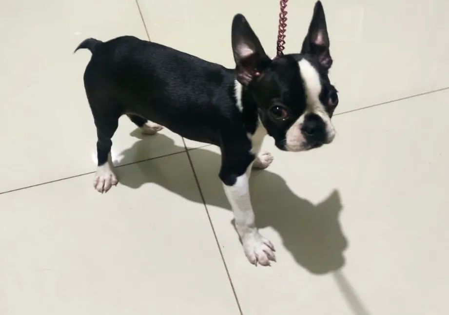 Boston Terrier  - Foto 4