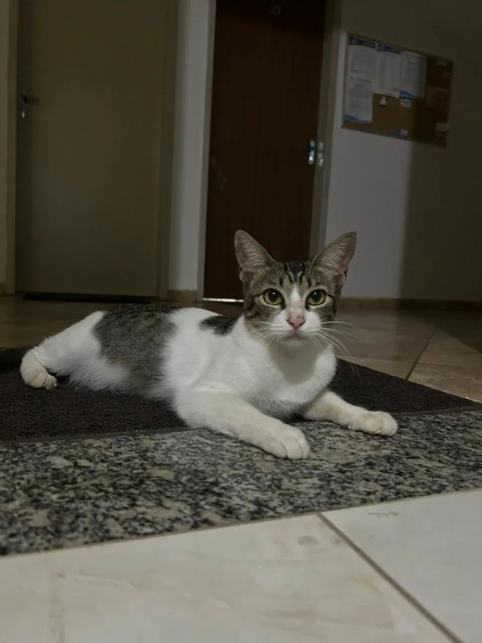 Gatinha castrada - Foto 5