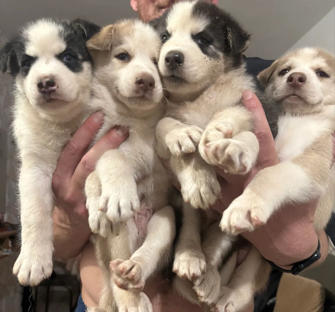 Husky siberiano 