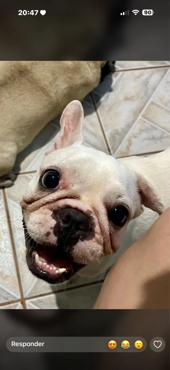Buldogue francês 