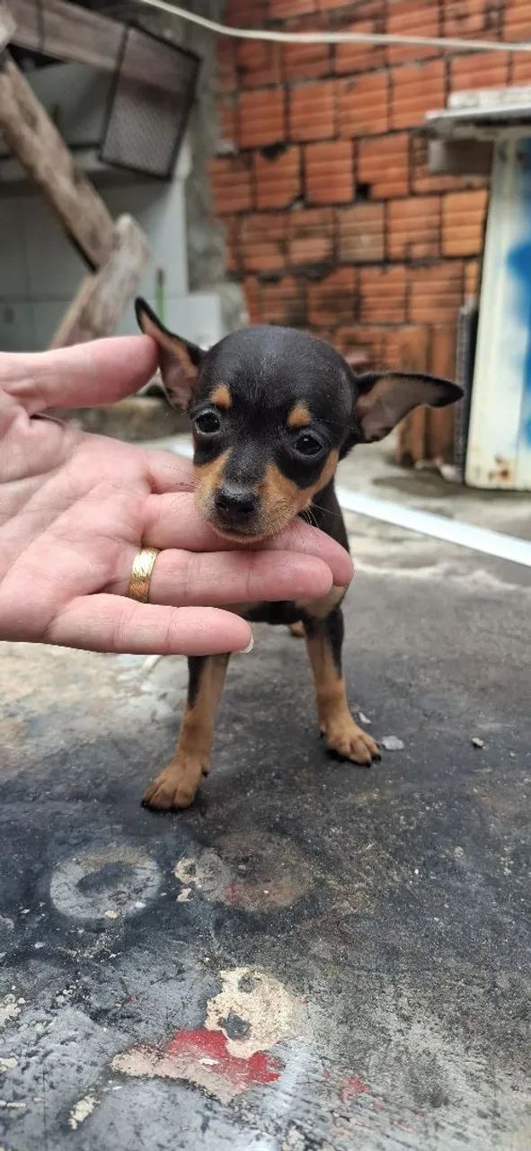 Pinscher macho número 1 - Foto 2