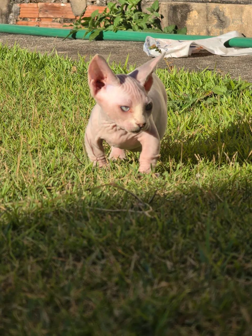 Sphynx bambino  - Foto 3