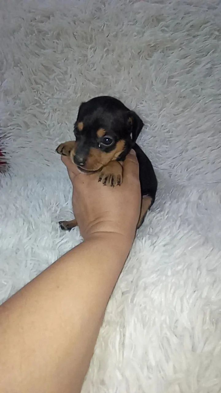 Pinscher miniatura macho  - Foto 5