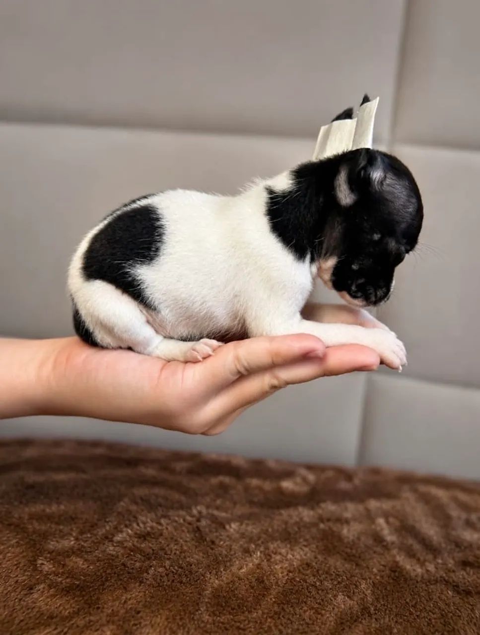 Pinscher  - Foto 4