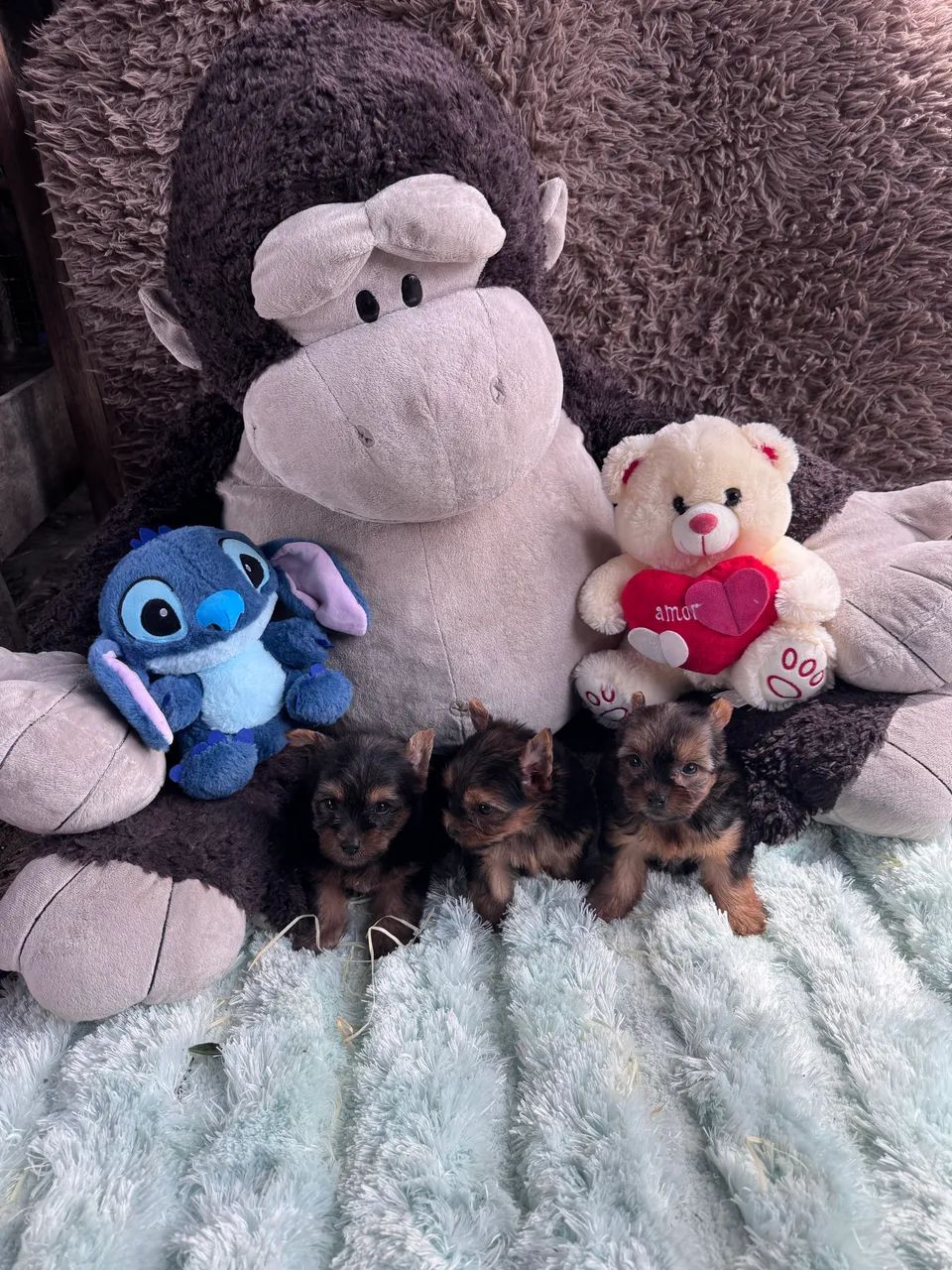 Cachorro  - Foto 2