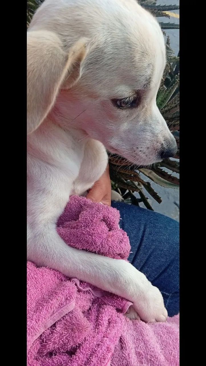 Doação cachorrinha  - Foto 2