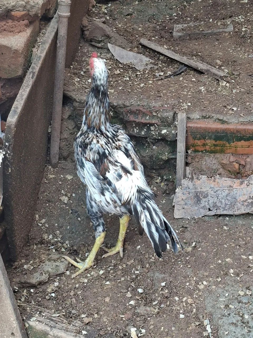 Frango Índio  - Foto 5