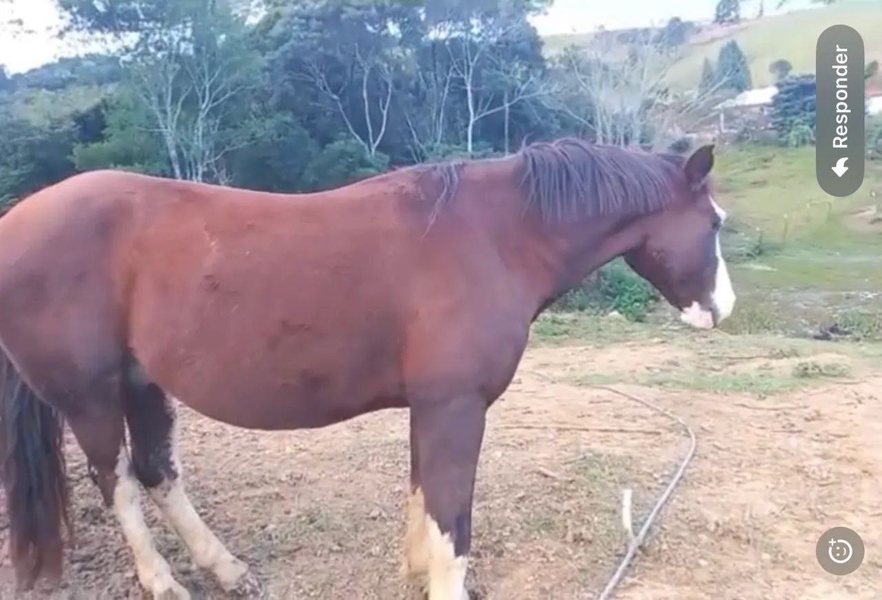 Cavalo crioulo - Foto 4