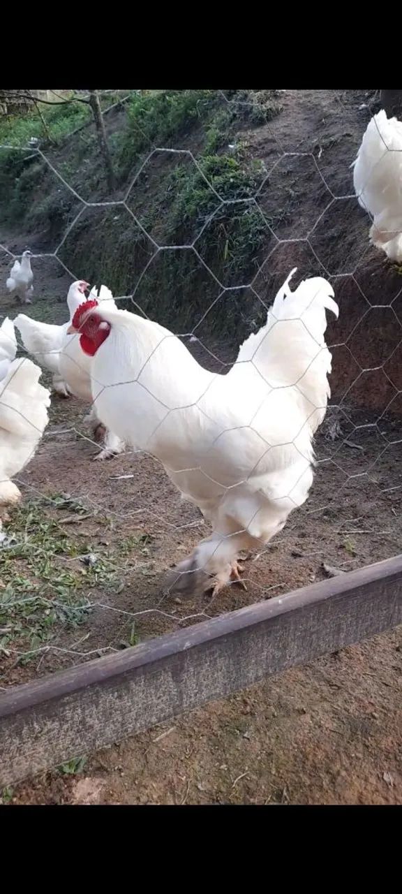 7 Pintinhos brahma white com 15 dias