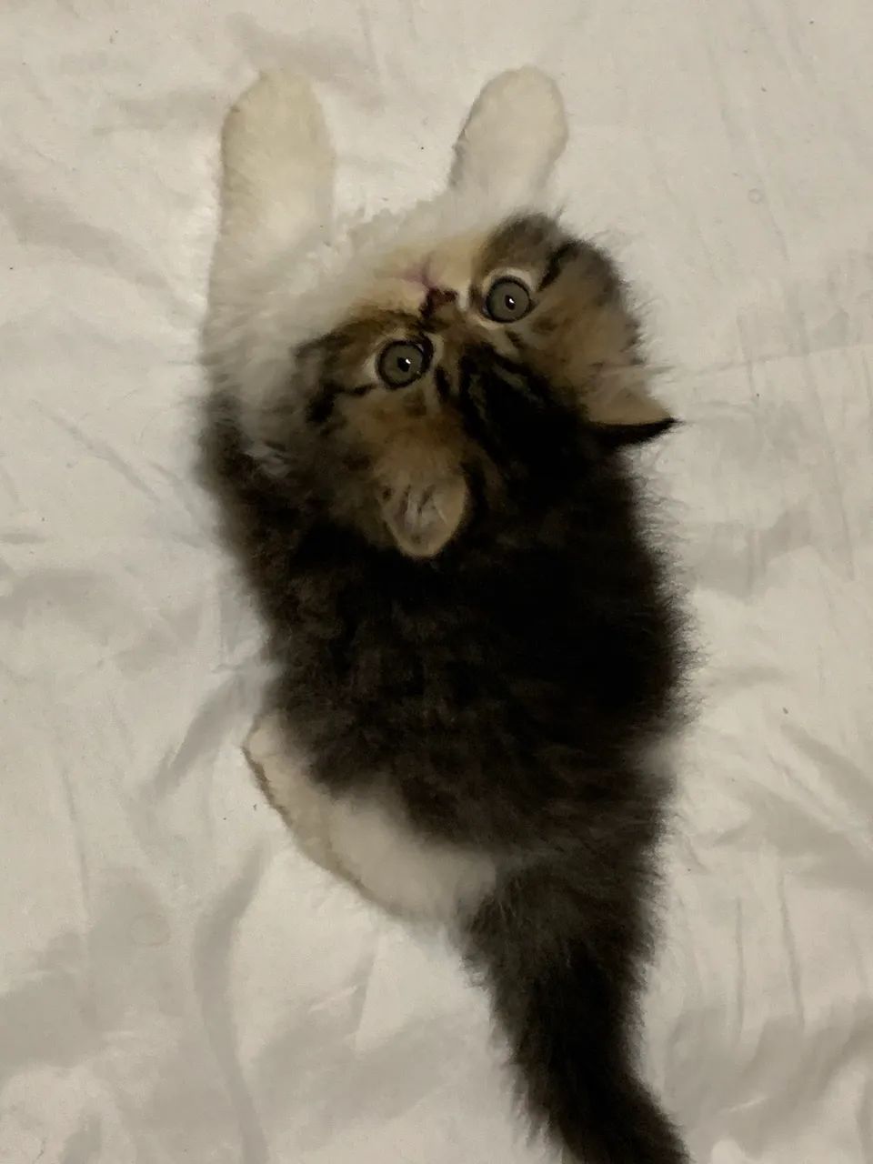 Filhotes Macho gato Persa  - Foto 2