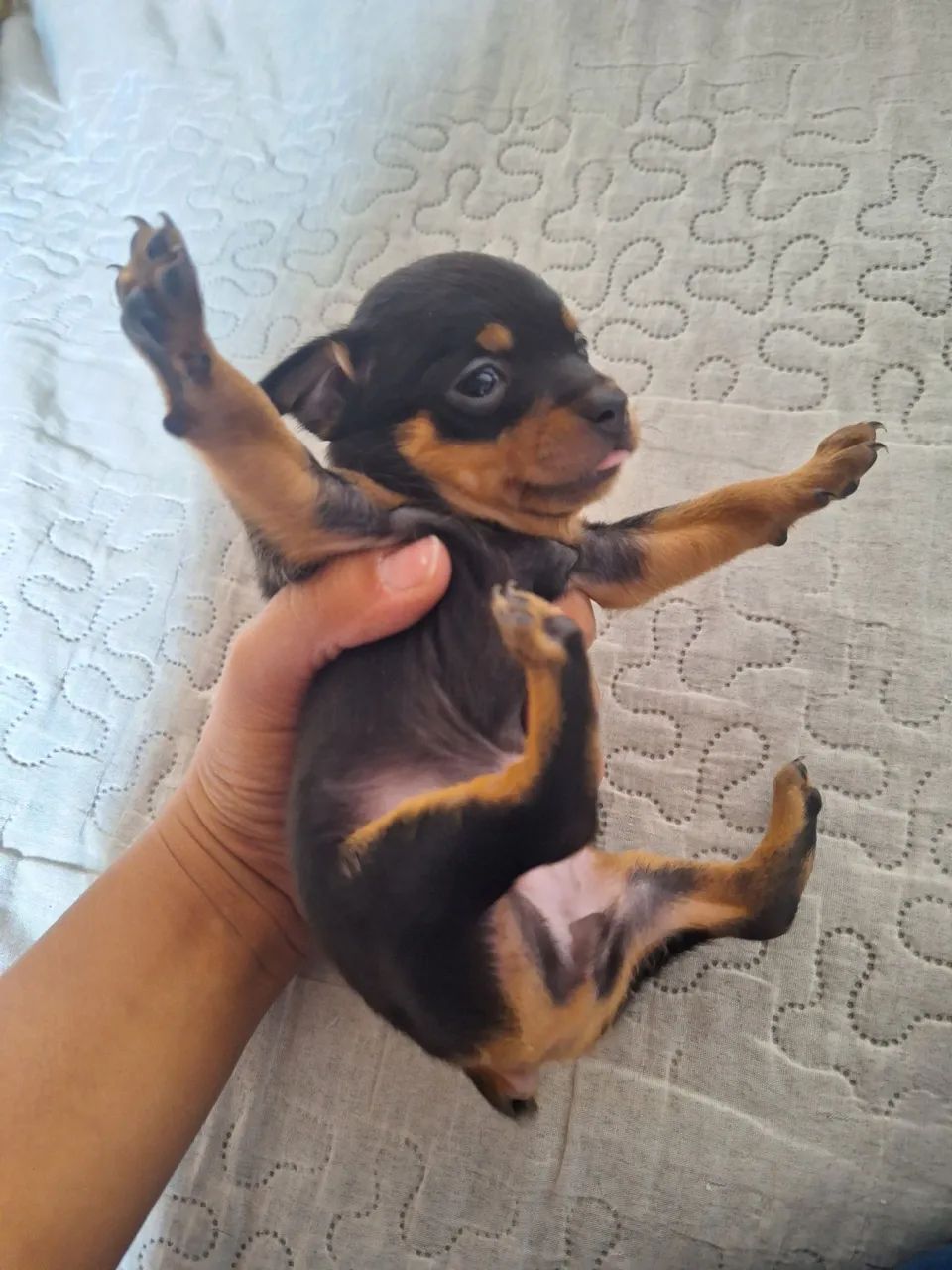 Pinscher zero Macho  - Foto 3