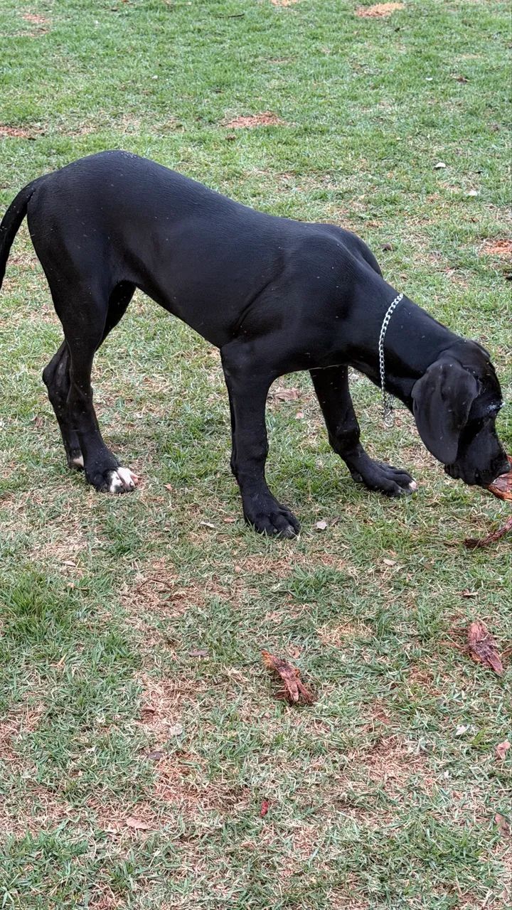 Dogue alemão  - Foto 3