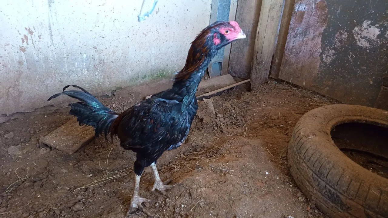 Frango indio barbudo 