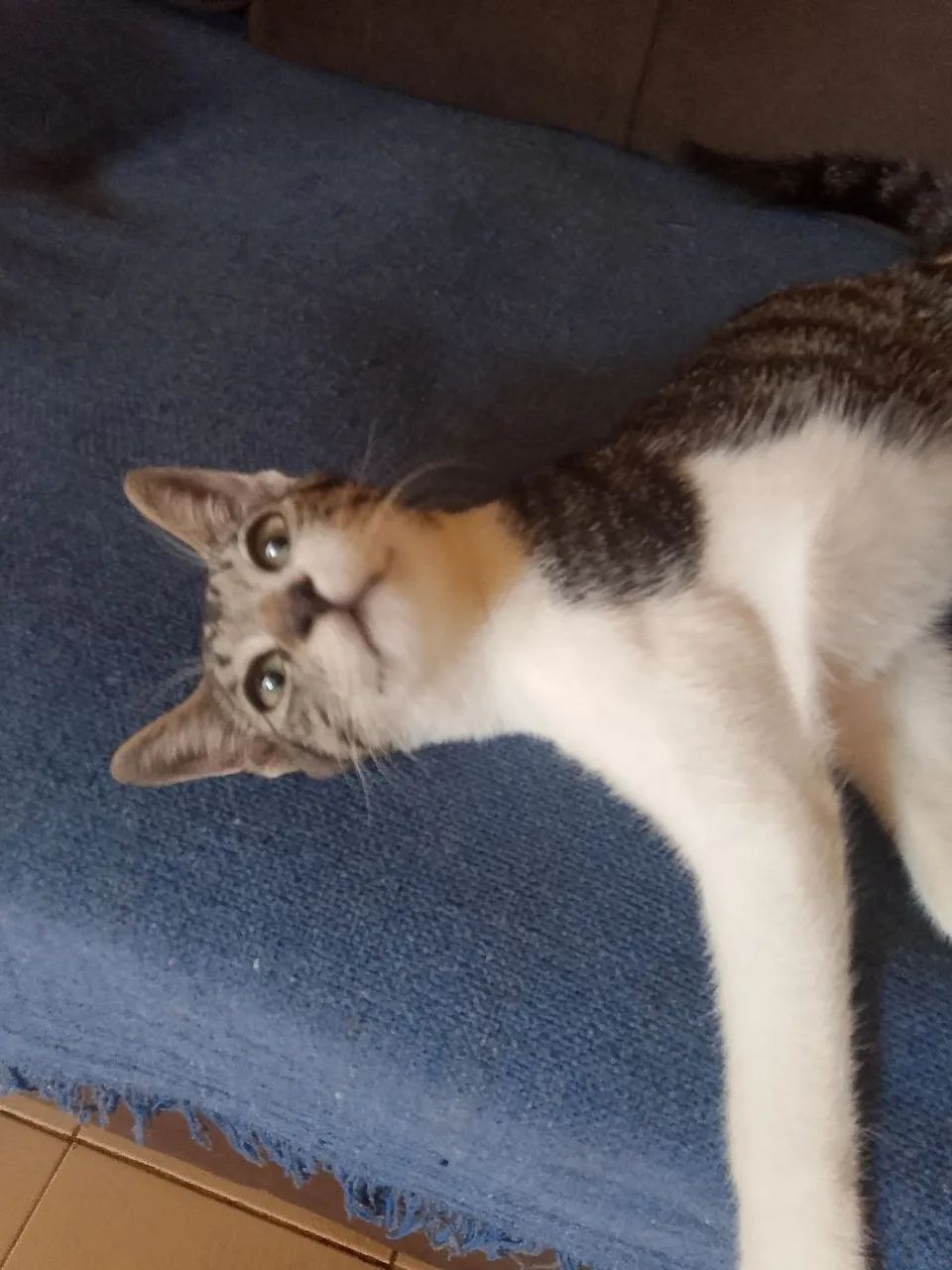 Gato macho pra adoção  - Foto 4