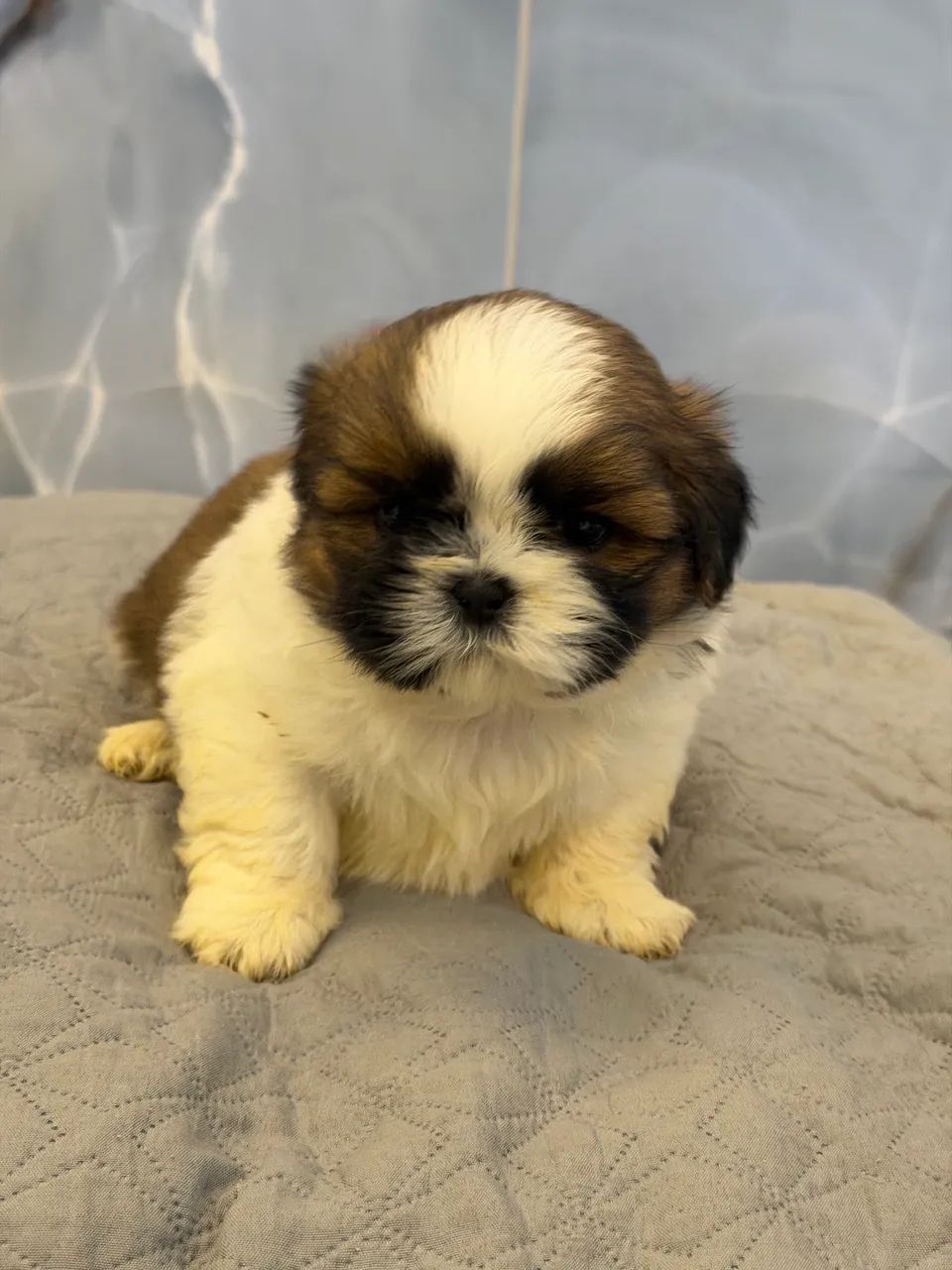 Shihtzu macho - Foto 2
