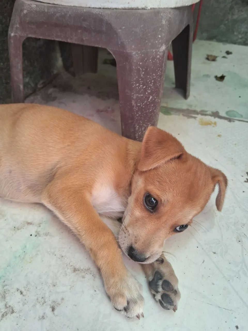 Doa-se essa cachorrhnha - Foto 5