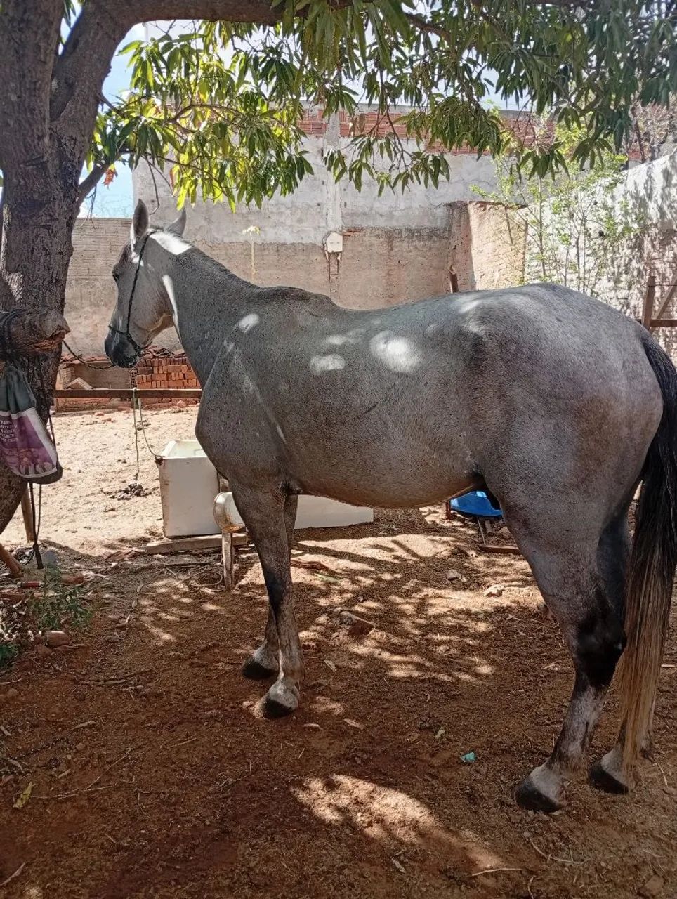 Vendo cavalo  - Foto 2