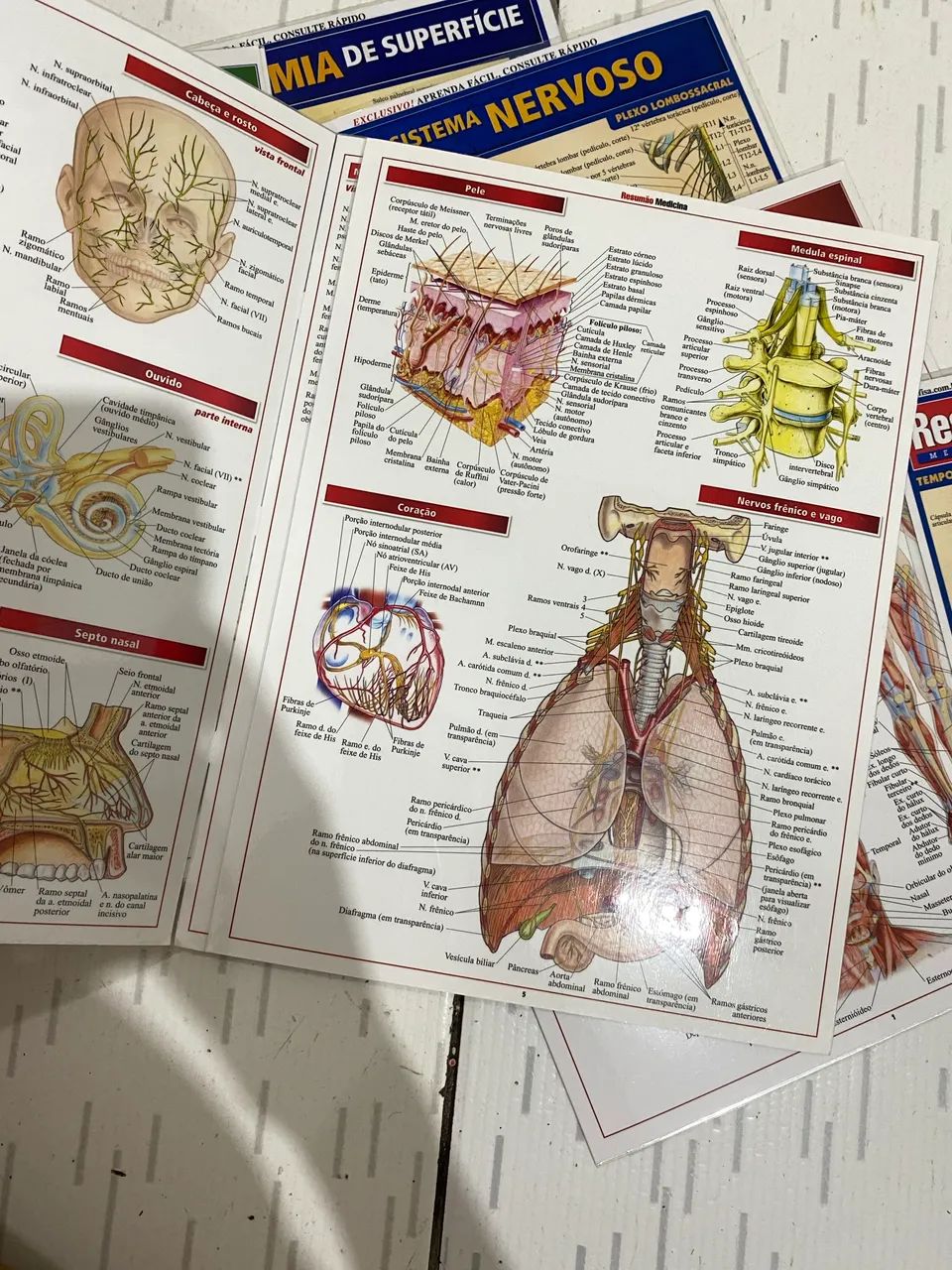 APOSTILA RESUMÃO DE MEDICINA  - Foto 3