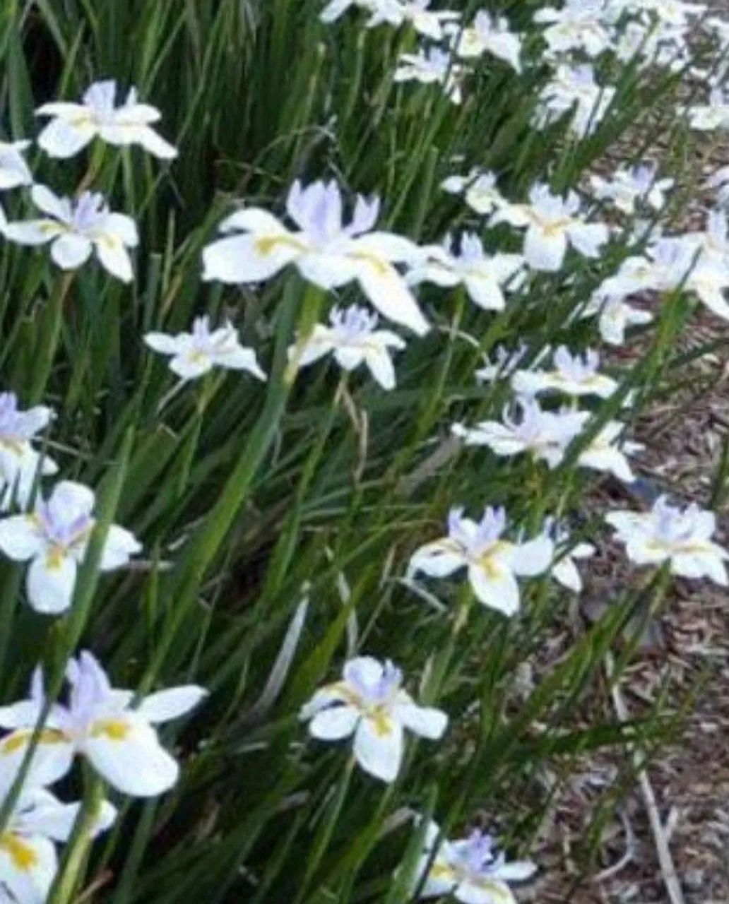 SEMENTES DA PLANTA MOREIA - Foto 2