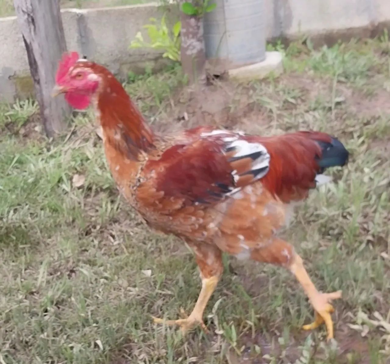Frango GSB 