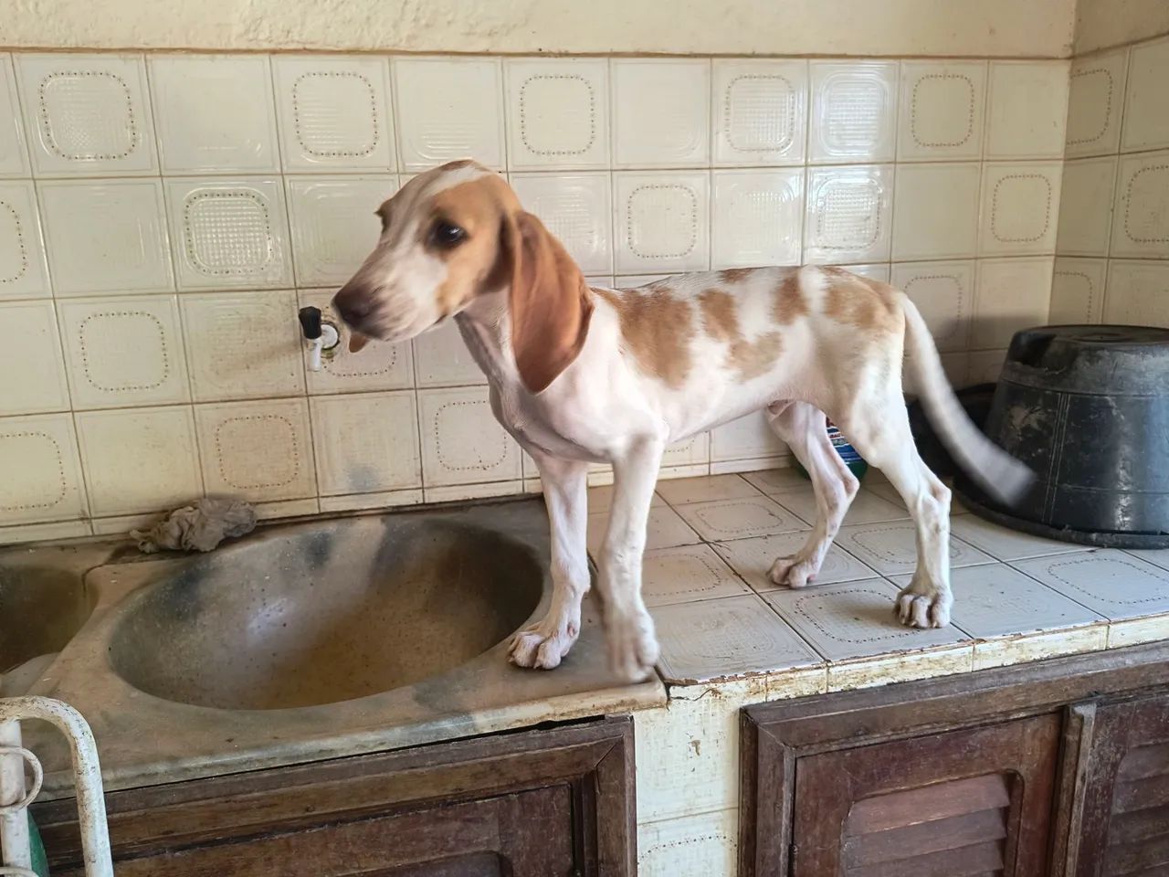 Fox Hound Americano  - Foto 2