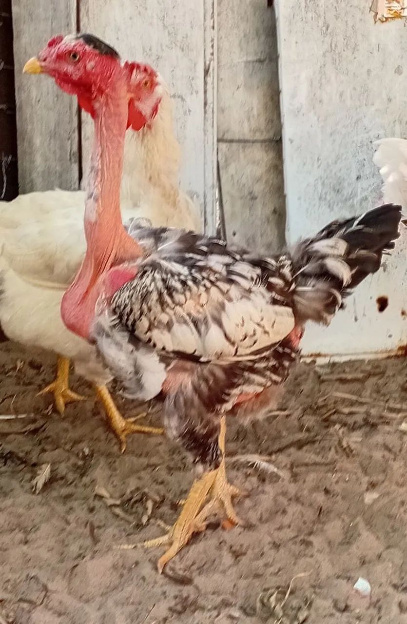 GALINHAS POLACO - Foto 3