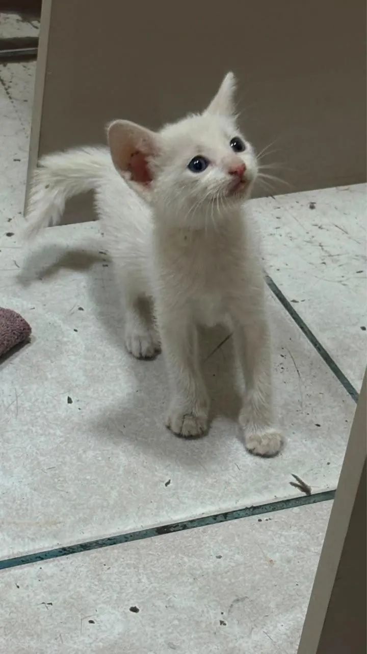 Doação de gato filhote, 2 meses, vermifugado - Castração Garantida - Foto 3
