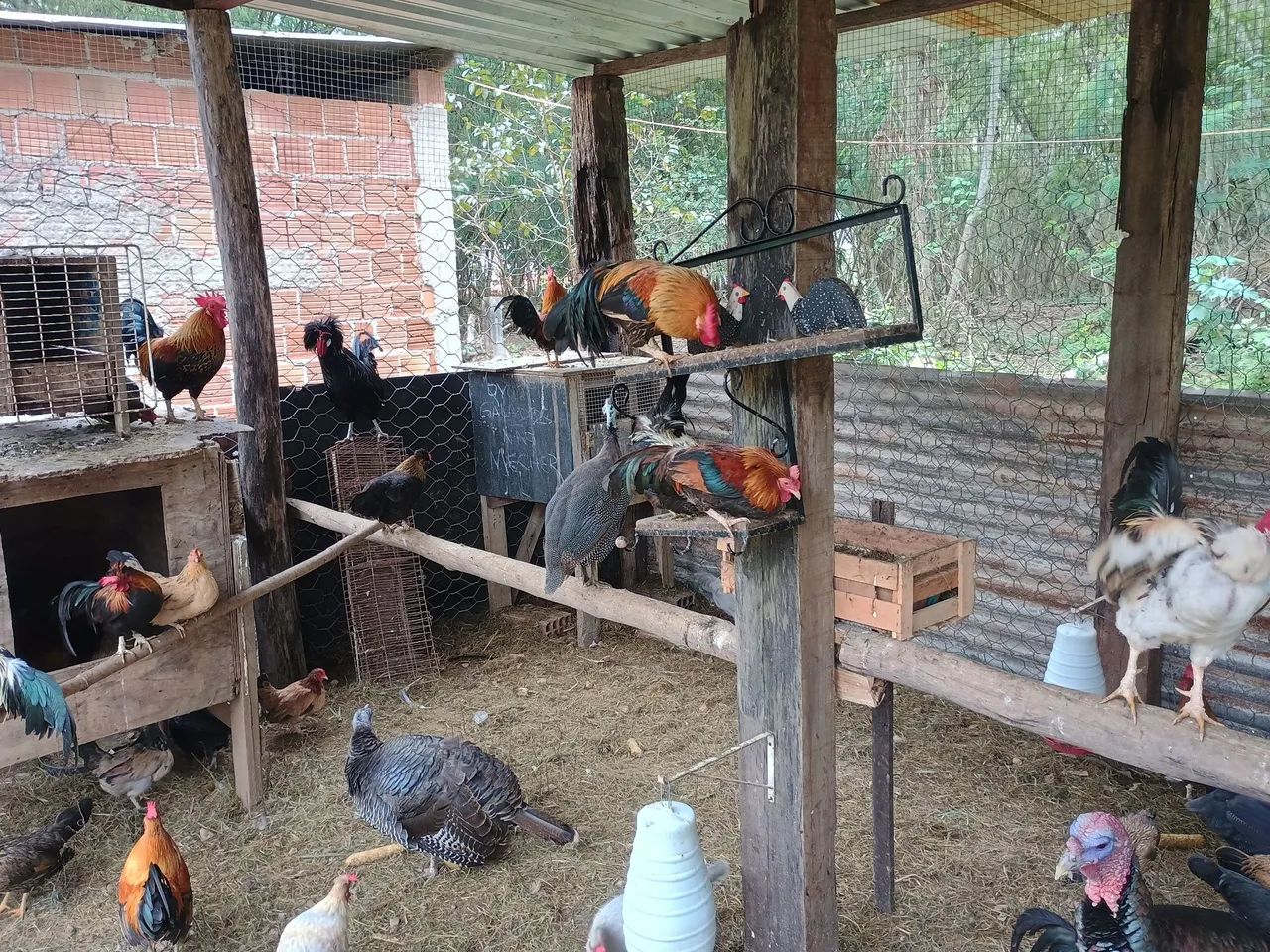 Aves  - Foto 3