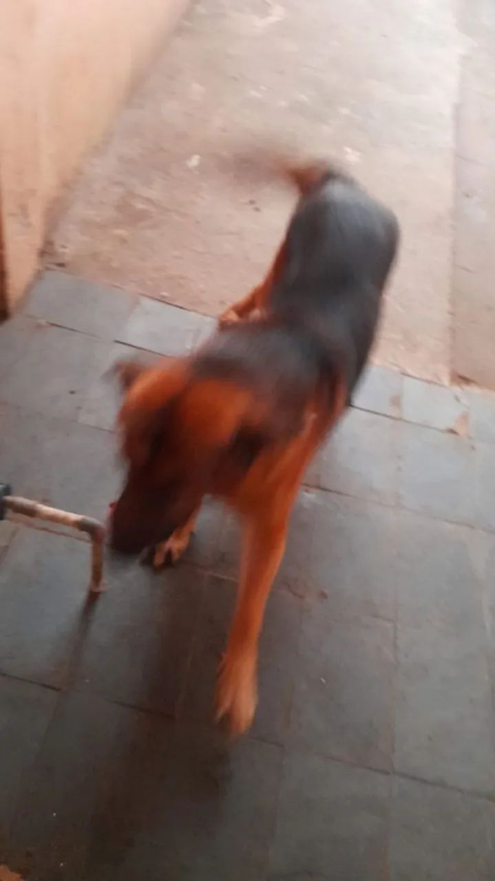 Cachorro pastor alemão